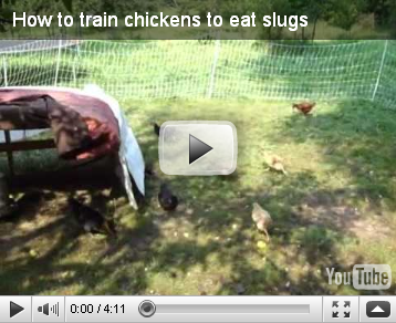 watch permaculture forums video at youtube