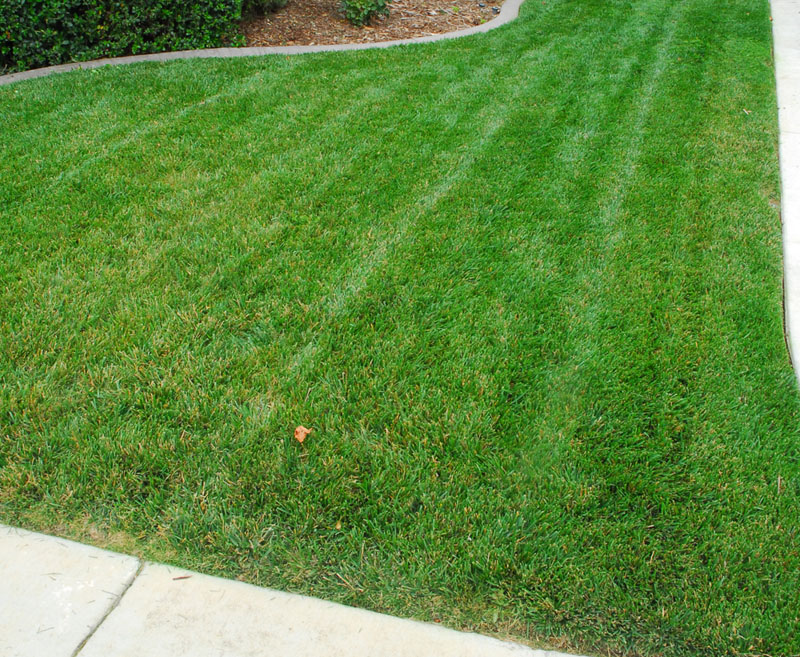 Organic lawn care for the cheap and lazy in Southern California