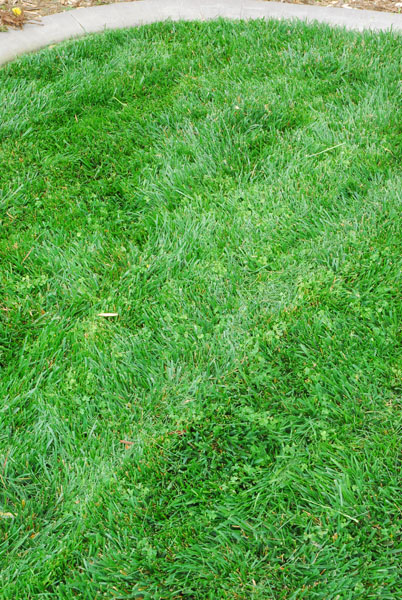 Organic lawn care for the cheap and lazy in Southern California
