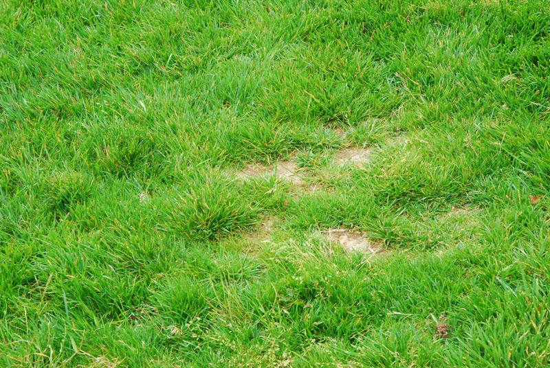 Organic lawn care for the cheap and lazy in Southern California