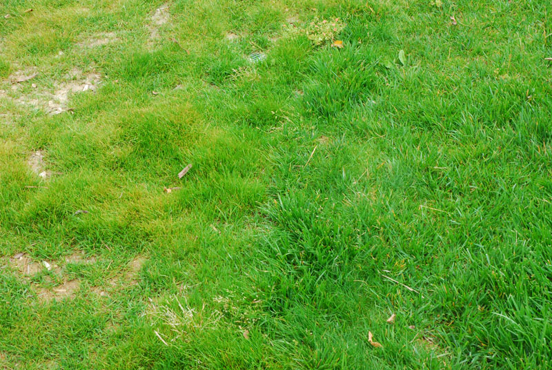 Organic lawn care for the cheap and lazy in Southern California