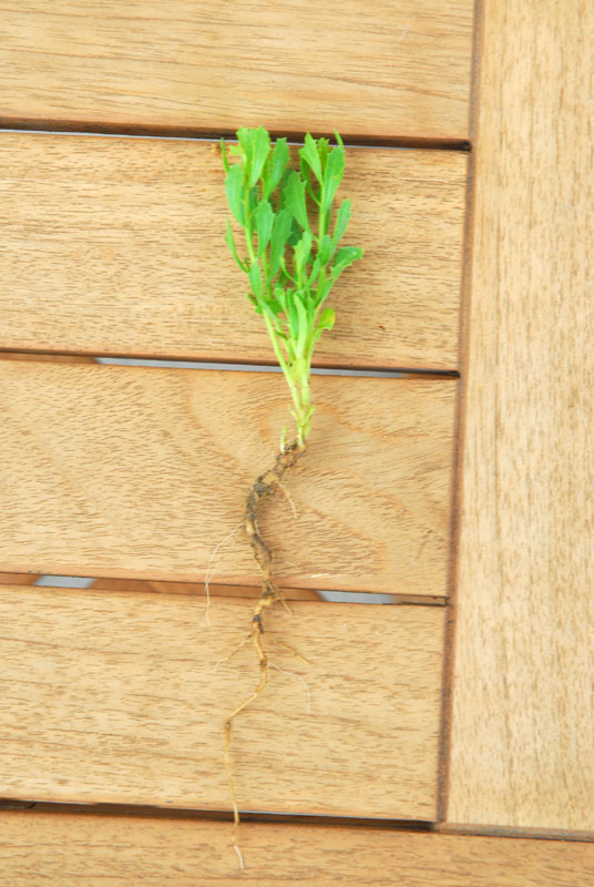 Organic lawn care for the cheap and lazy in Southern California