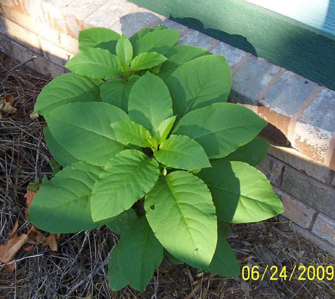 Sepp Holzer says "plant lots of poisonous plants" 000_1187.JPG Sepp Holzer says "plant lots of poisonous plants" 000_1187.JPG