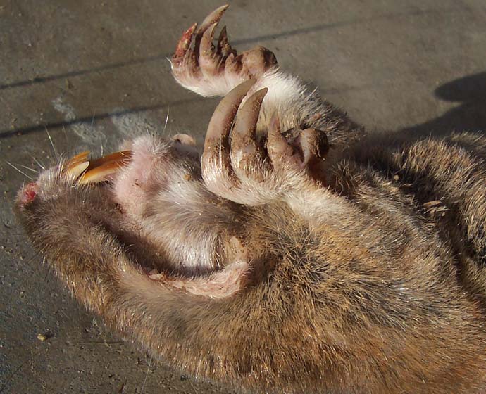 Sepp Holzer on moles and voles 000_1244.JPG Sepp Holzer on moles and voles 000_1244.JPG