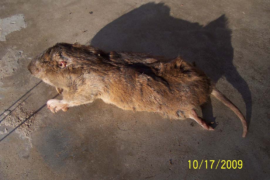 Sepp Holzer on moles and voles 000_1247.JPG Sepp Holzer on moles and voles 000_1247.JPG