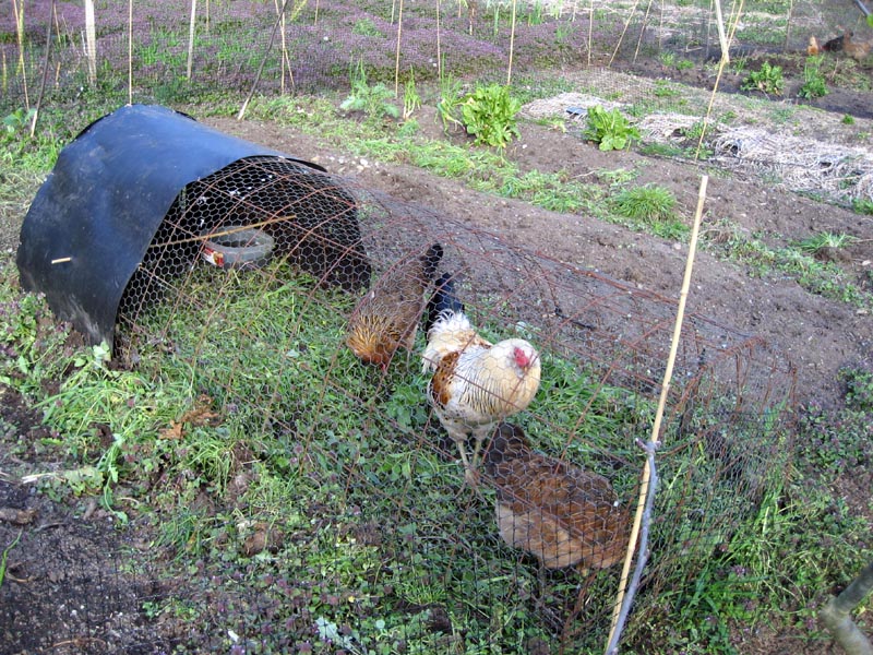 Bullock s Permaculture Homestead Mini Tour chicken jpg