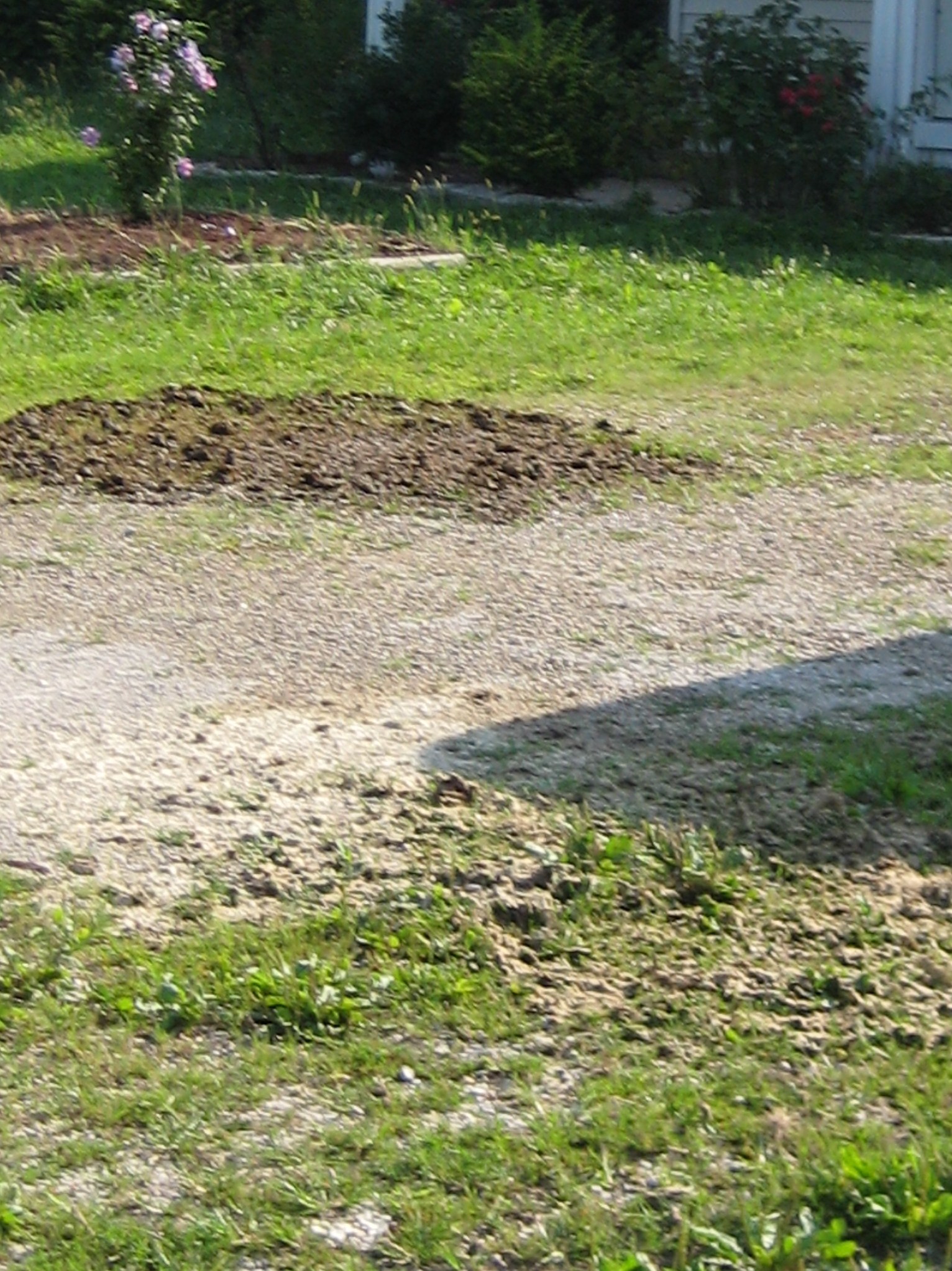 Overtaken by weeds - how do I sheet mulch? Can I use pine needles? 021.JPG