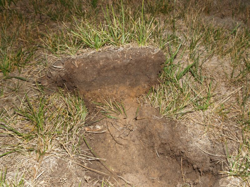 Just Getting Started... topsoil.jpg