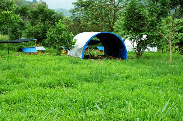chicken coops/runs/tractors/paddocks/pens/etc. coopInFieldWebSize.JPG