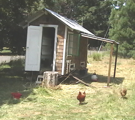 chicken coops/runs/tractors/paddocks/pens/etc. CoopFrtYd.jpg