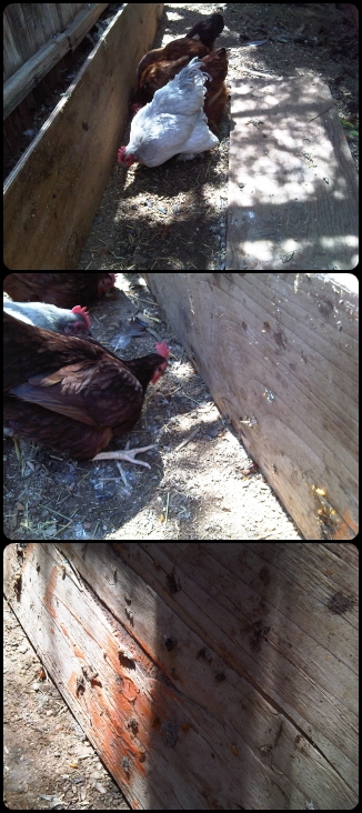 Free live bug idea for the chickens Permies-320x240-vert.jpg
