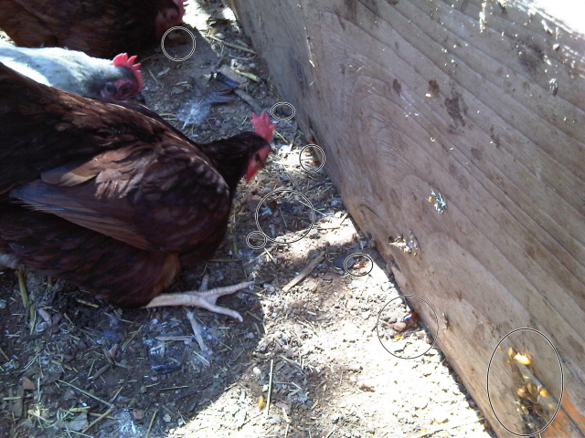 Free live bug idea for the chickens bug_circles.jpg