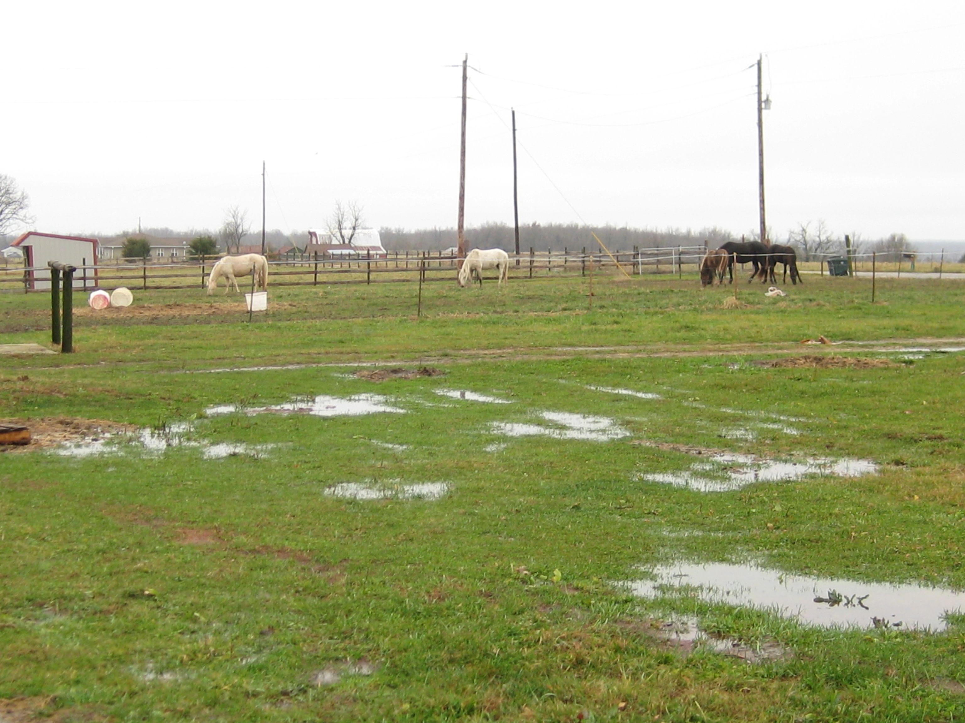 My yard is a swamp. 008.JPG