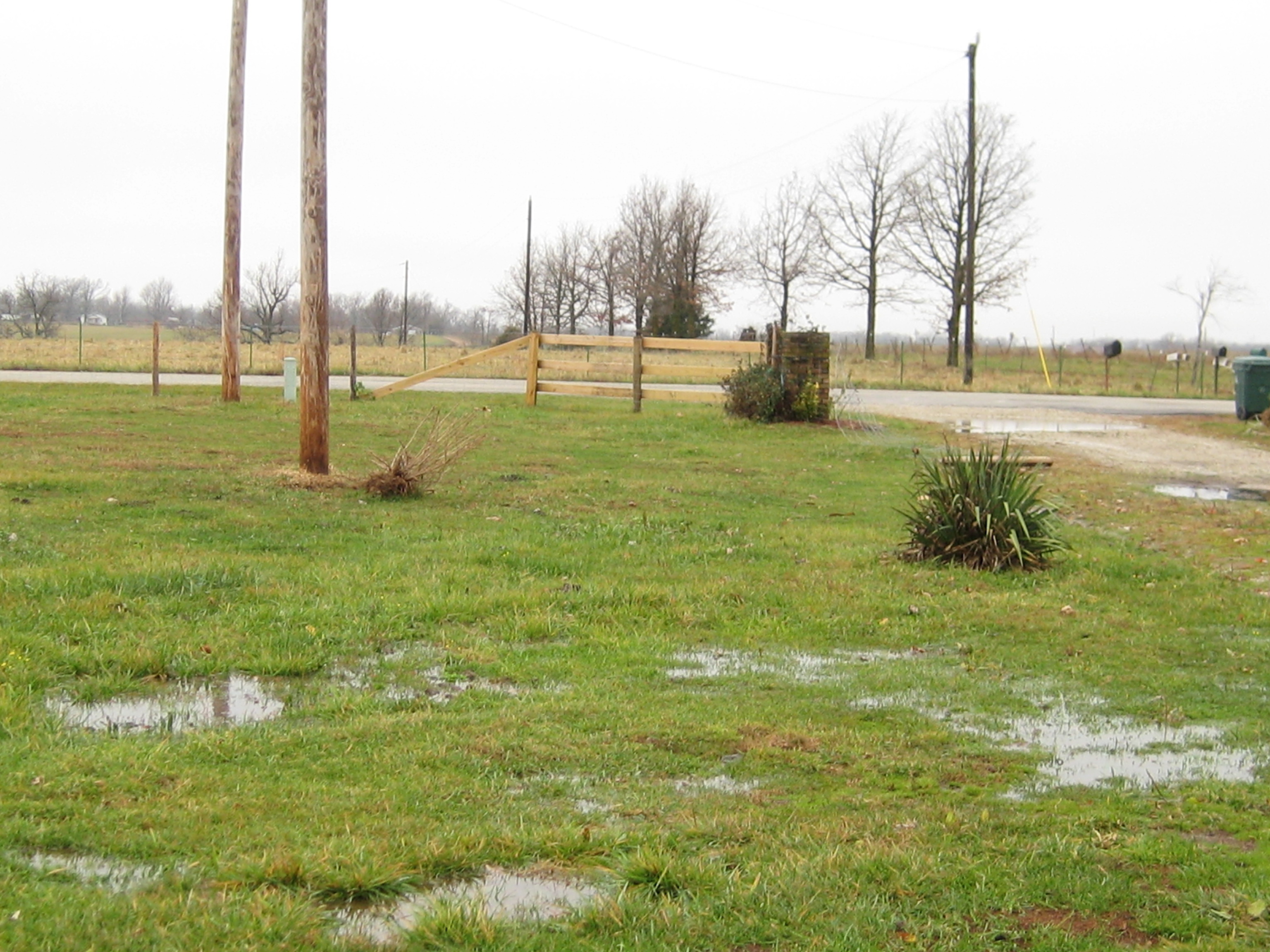 My yard is a swamp. 009.JPG