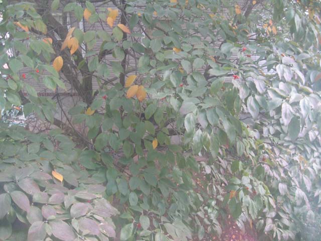 New to organic lawns tree close jpg