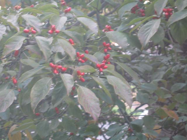 New to organic lawns berries close jpg