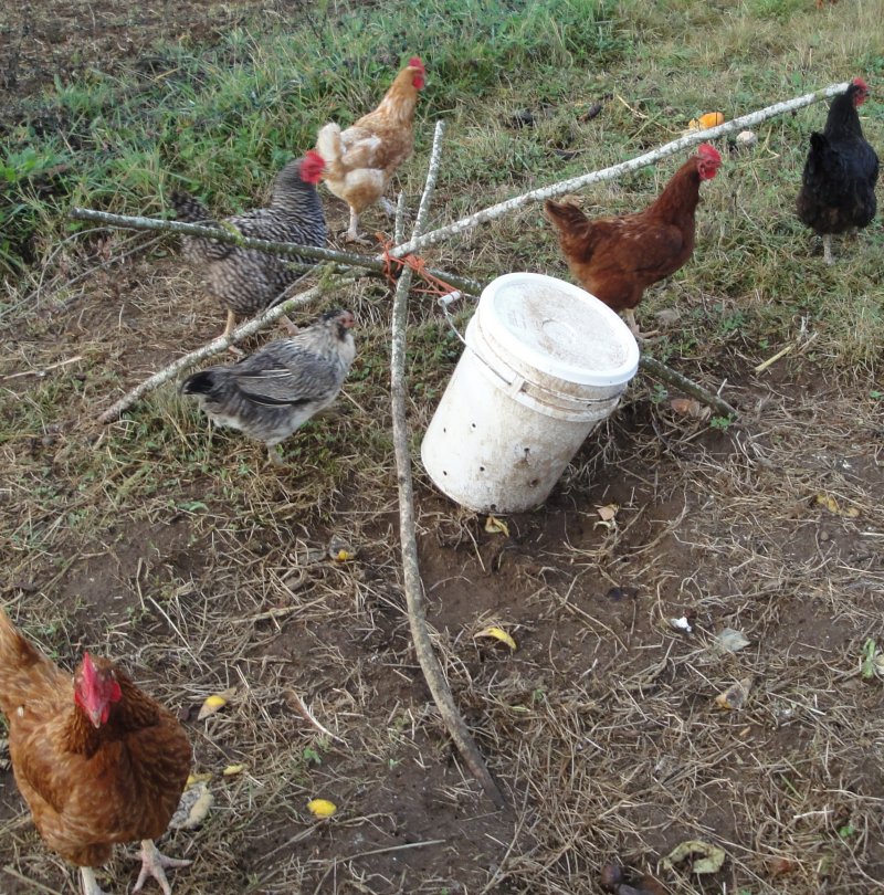 Maggot Feeding Station for Poultry maggot_feeder.jpg