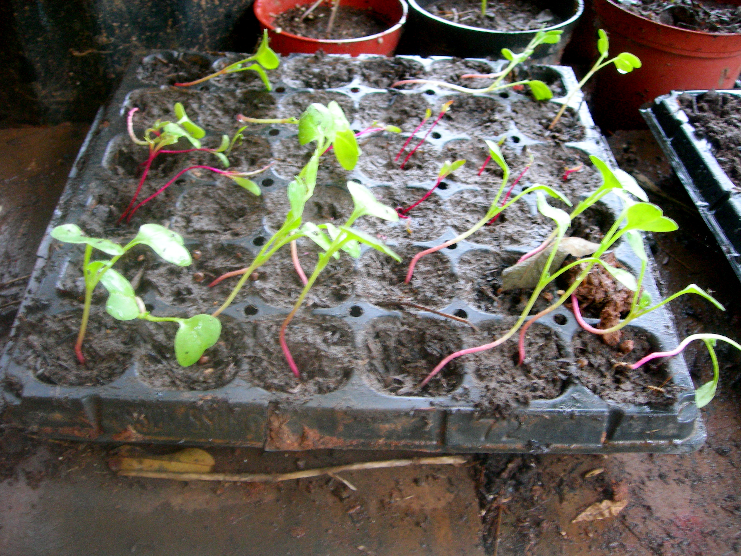 What is it with spindly seedlings all the time? forum at permies)