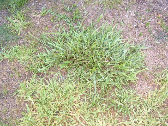 Organic Lawn Fertilizer on Organic Lawn Care For The Cheap And Lazy