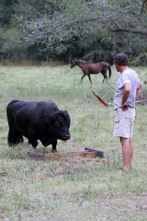 [Thumbnail for bull2.jpg]