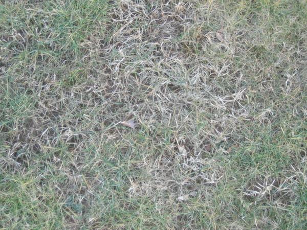 [Thumbnail for lawn1.jpg]