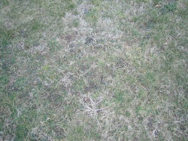 [Thumbnail for lawn2.jpg]