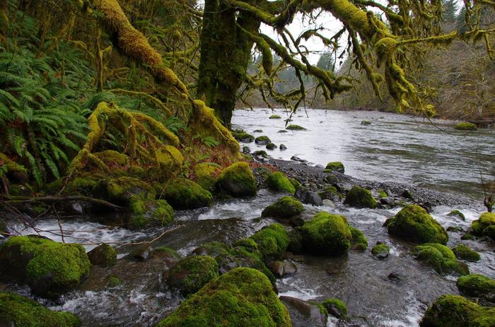 [Thumbnail for sol-duc-river-by-mark-wehnert.jpg]