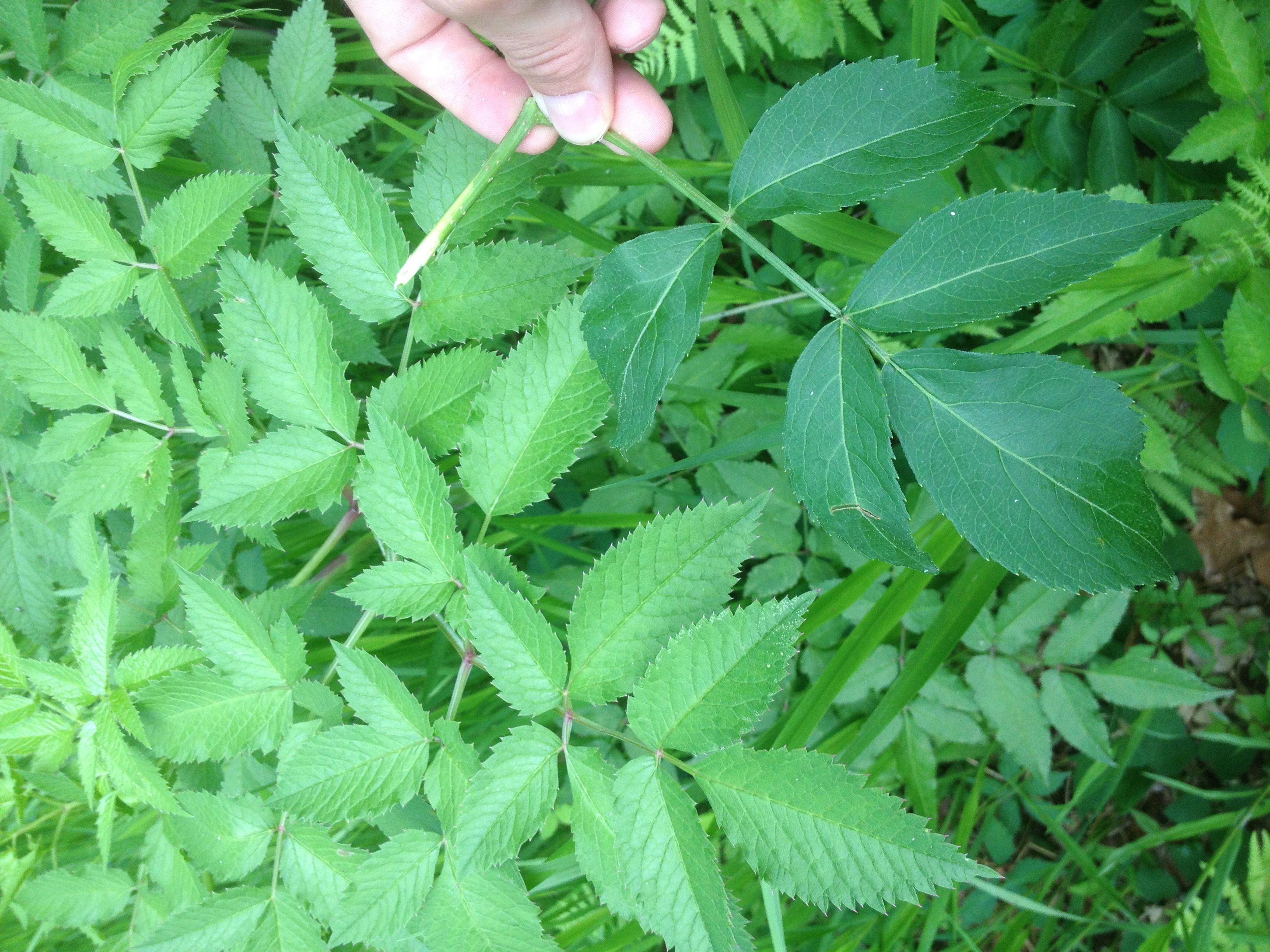 Hemlock Leaves