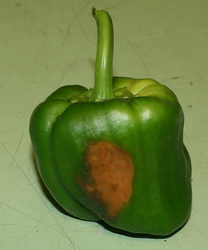 Brown mushy spots on my bell peppers. picture added (plants forum at