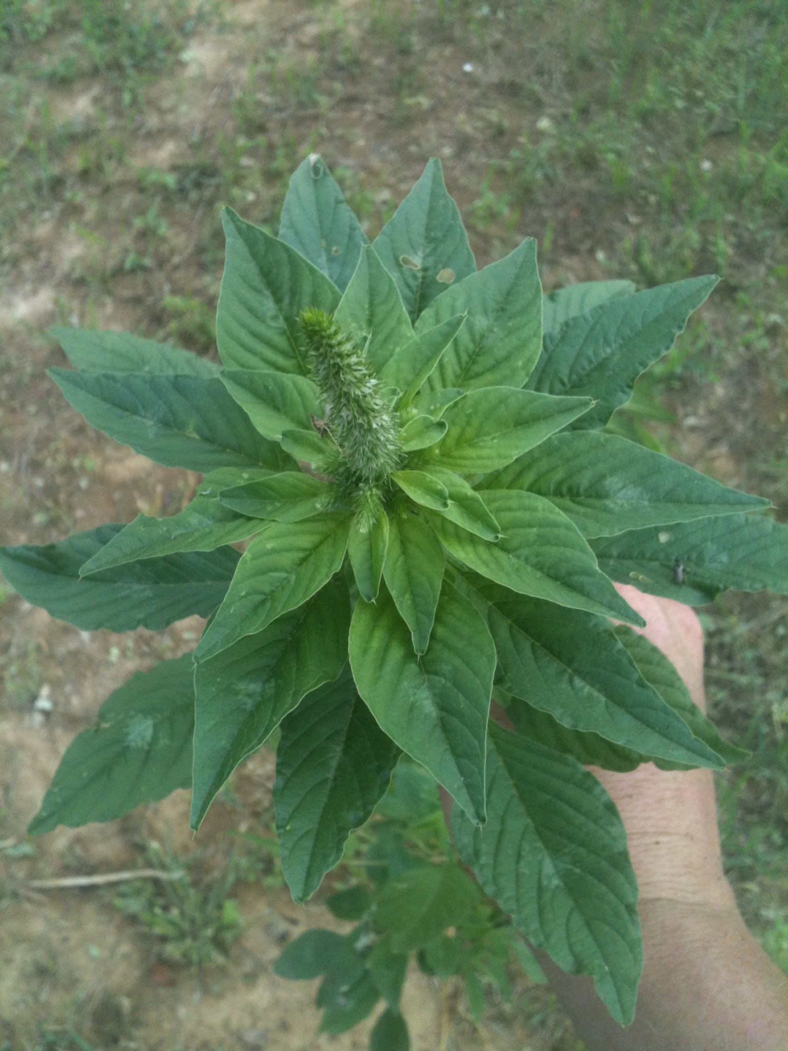 Redrooted Pigweed?( Amaranthus retroflexus?) (plants forum