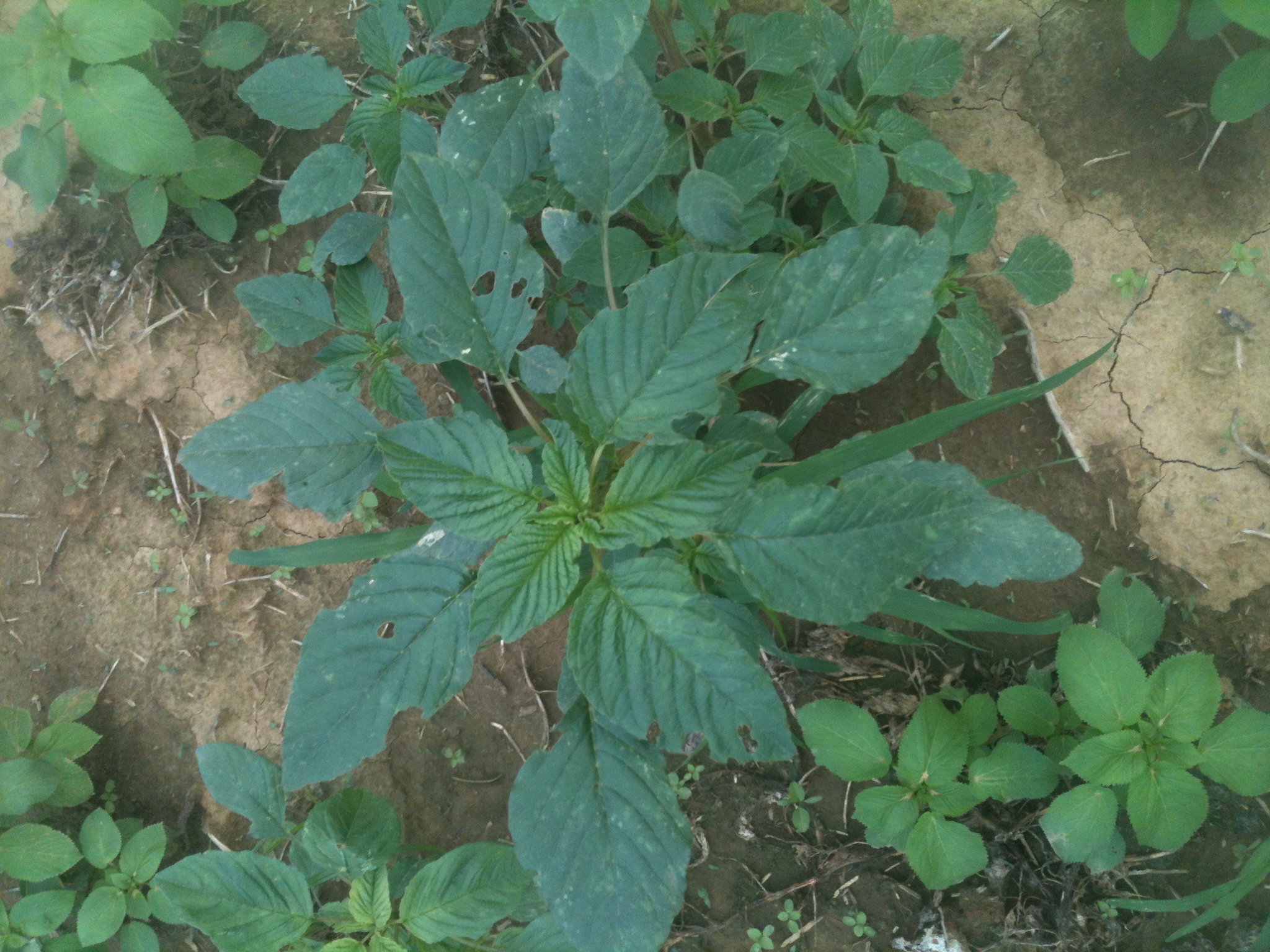 Redrooted Pigweed?( Amaranthus retroflexus?) (plants forum