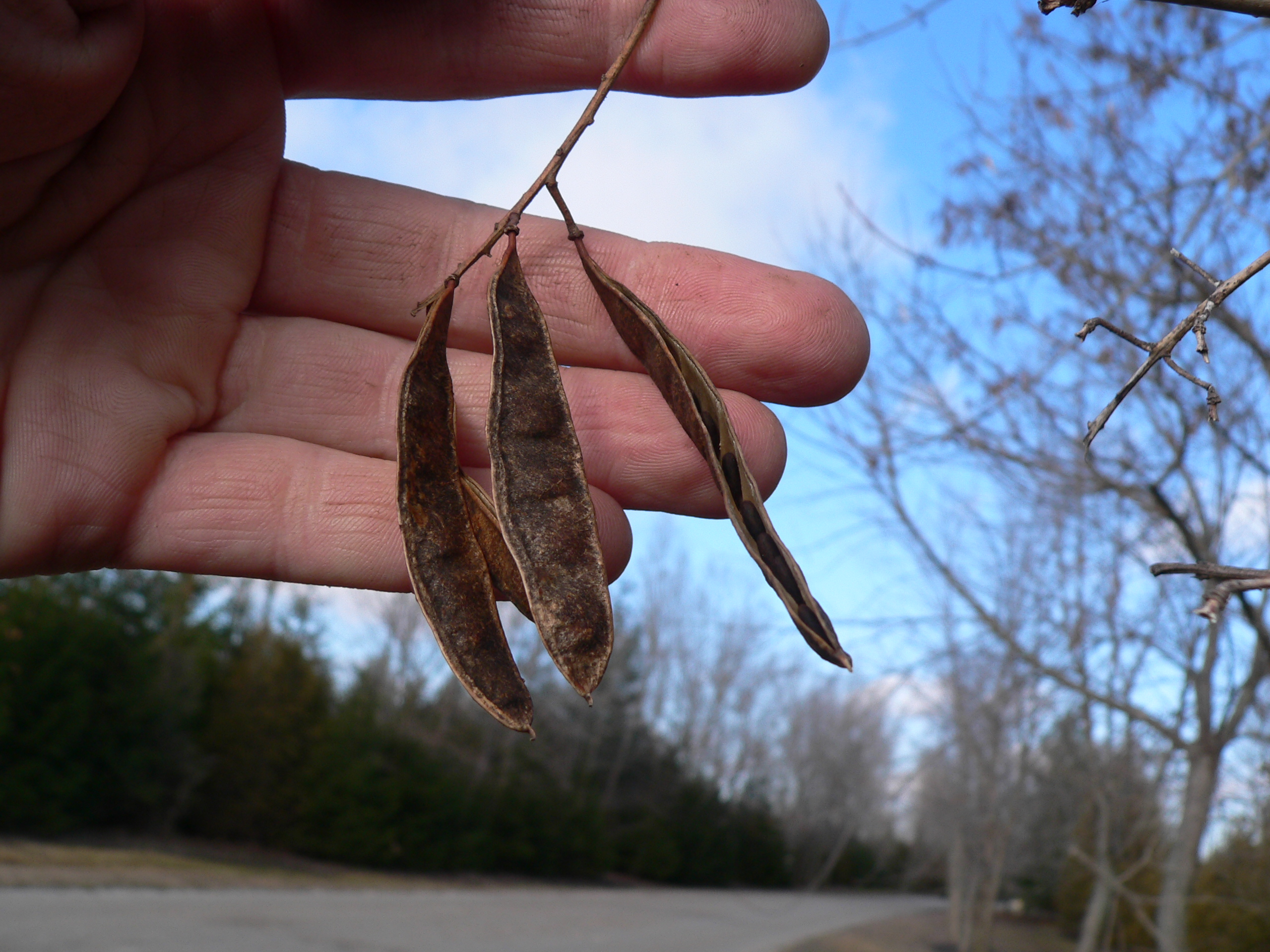edibility of honey locust leaves/pods (plants forum at permies)