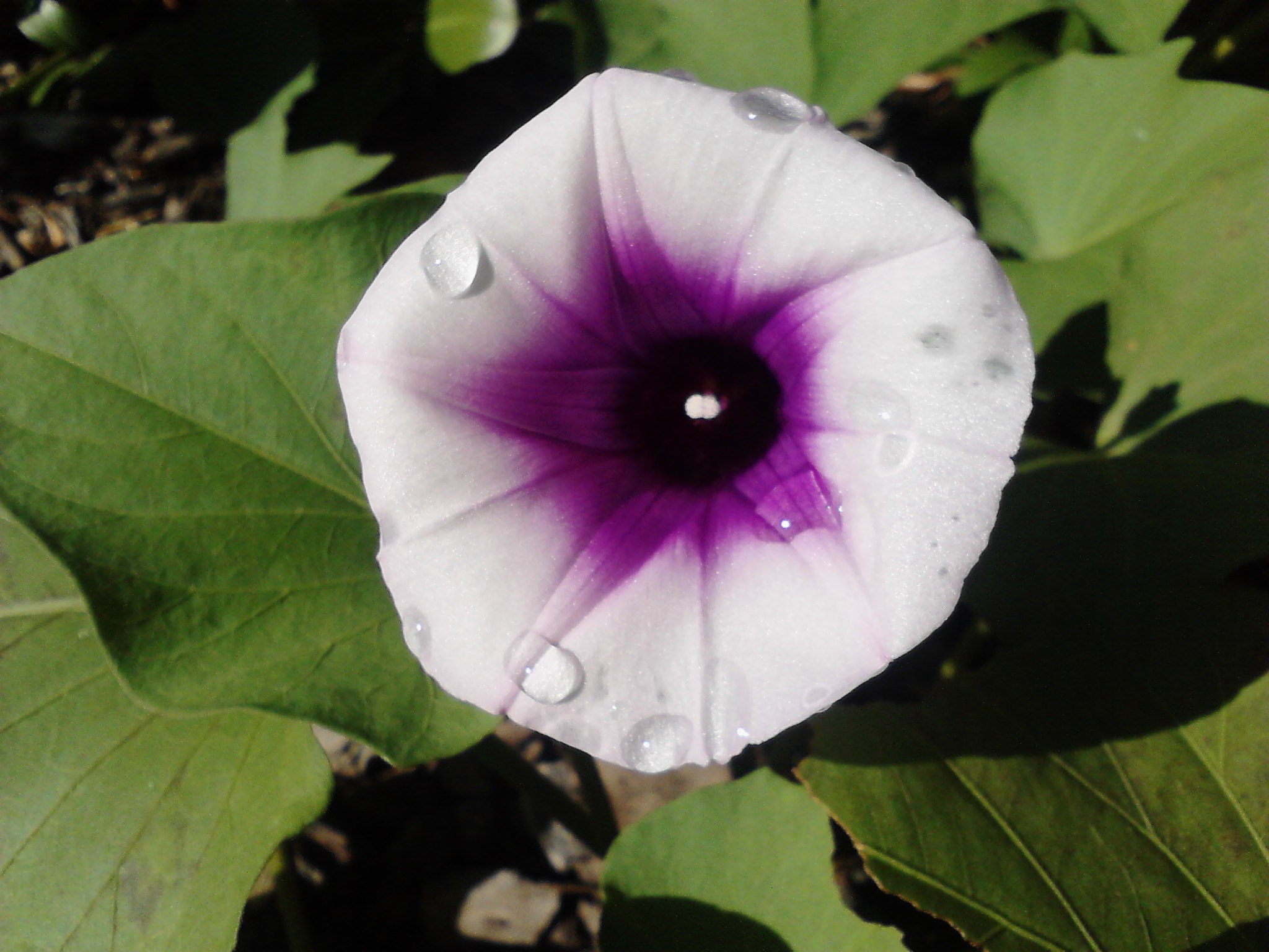 sweet potato propagation and harvest!!! (plants forum at permies)