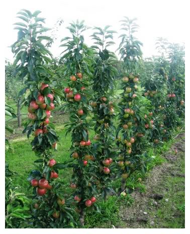 Anyone have a Fruit Tree Circle? (woodland forum at permies)