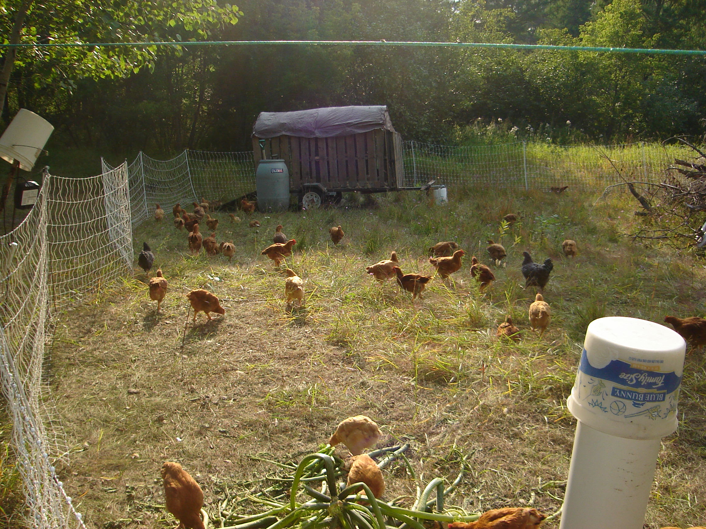 Chicken Pens and Coops