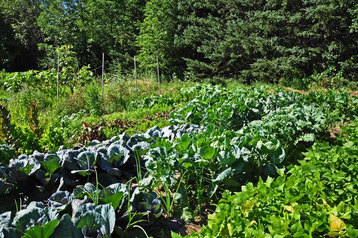 Filename: Garden-07-23-13-002.jpg
Description: From R to L: Beans, Crucifers and Onions, Beets and Carrots, and my Pea Trellis in the far background From R to L: Beans, Crucifers and Onions, Beets and Carrots, and my Pea Trellis in the far background