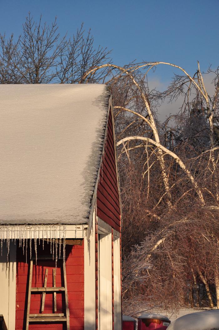 Filename: 12-25-2013-2.jpg
Description: All the birches in my yard popped back up eventually...even the one practically lying across the driveway! All the birches in my yard popped back up eventually...even the one practically lying across the driveway!