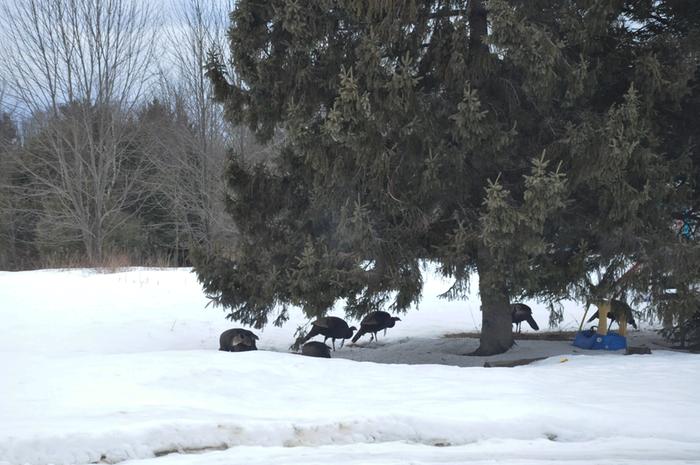 Filename: March-Visitors.jpg
Description: The turkeys came through almost every day - I think they still do, but I don't notice them as close to the house anymore The turkeys came through almost every day - I think they still do, but I don't notice them as close to the house anymore