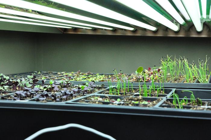 Filename: Seedlings-03-17-13-001.jpg
Description: Here are the seedlings on St. Patrick's Day. I wish I had started a little earlier, but life got in the way this year... Here are the seedlings on St. Patrick's Day. I wish I had started a little earlier, but life got in the way this year...