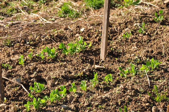 Filename: Peas-05-05-2013.jpg
Description: Peas were the first things to go in after I could dig in the ground. I haven't been writing stuff down as much as I'd like, so I don't remember exactly when, but here they are on Cinco de Mayo. Peas were the first things to go in after I could dig in the ground. I haven't been writing stuff down as much as I'd like, so I don't remember exactly when, but here they are on Cinco de Mayo.