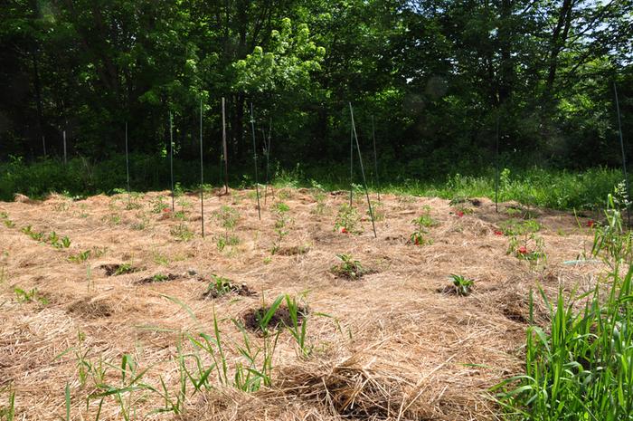 Filename: Garden-06-12-13-002.jpg
Description: Eggplants (looking sad and munched on), Peppers (ditto), and tomatoes (doing pretty well - I've been giving them regular neem sprays to hopefully avoid some pests and maybe the blight?) Eggplants (looking sad and munched on), Peppers (ditto), and tomatoes (doing pretty well - I've been giving them regular neem sprays to hopefully avoid some pests and maybe the blight?)
