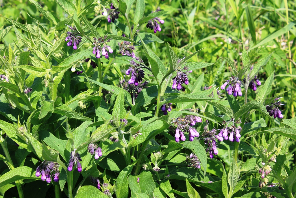 Organic Russian Comfrey root cuttings available (resources forum at