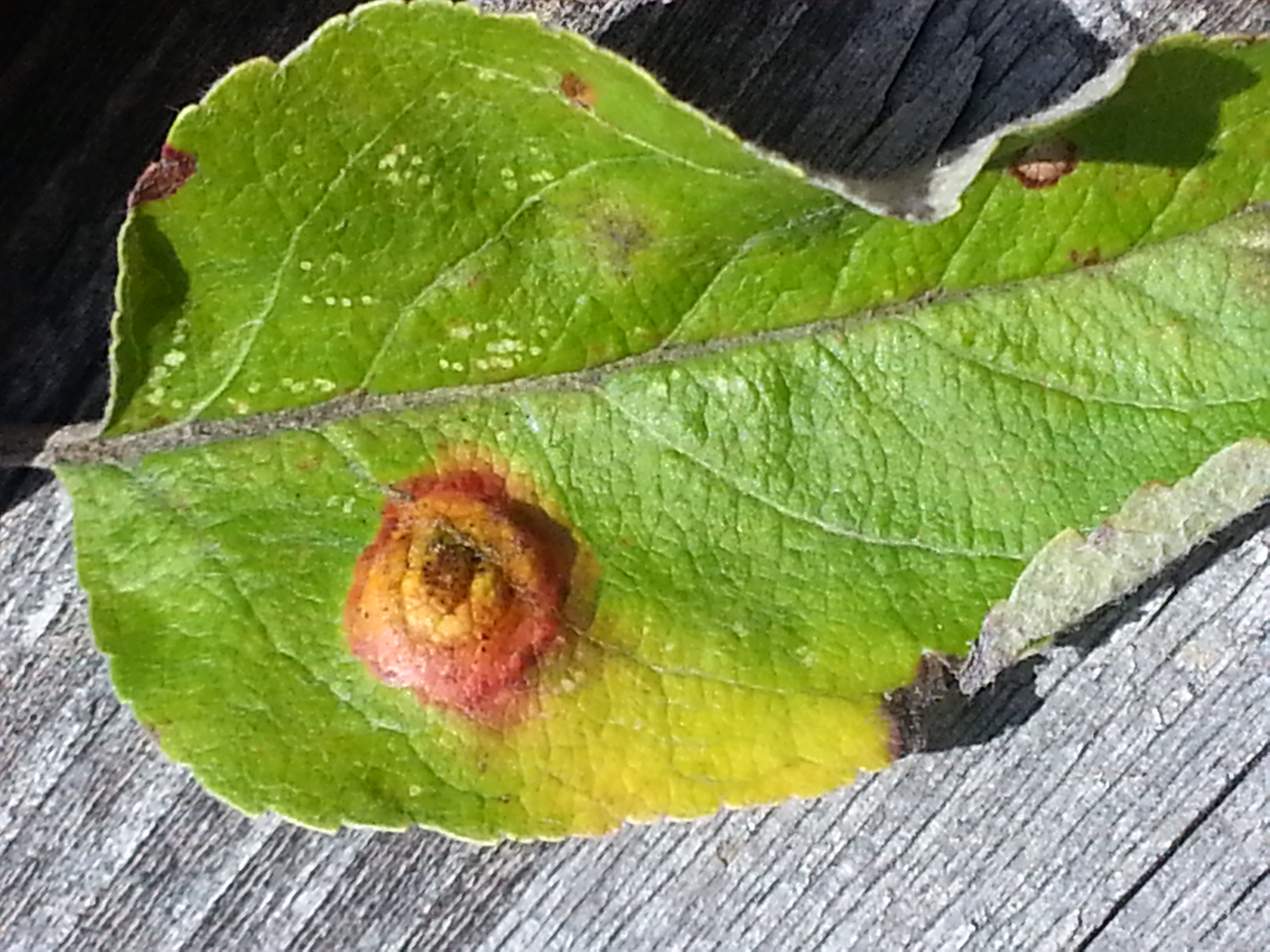Apple rust leaf (trees forum at permies)