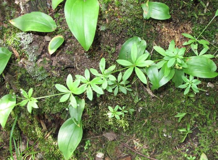 minnesota vines flowering permies) MN? identify this vine forum in at (woodland