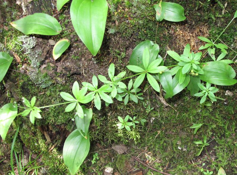 california flowering vines northern forum MN? at this in identify (woodland permies) vine