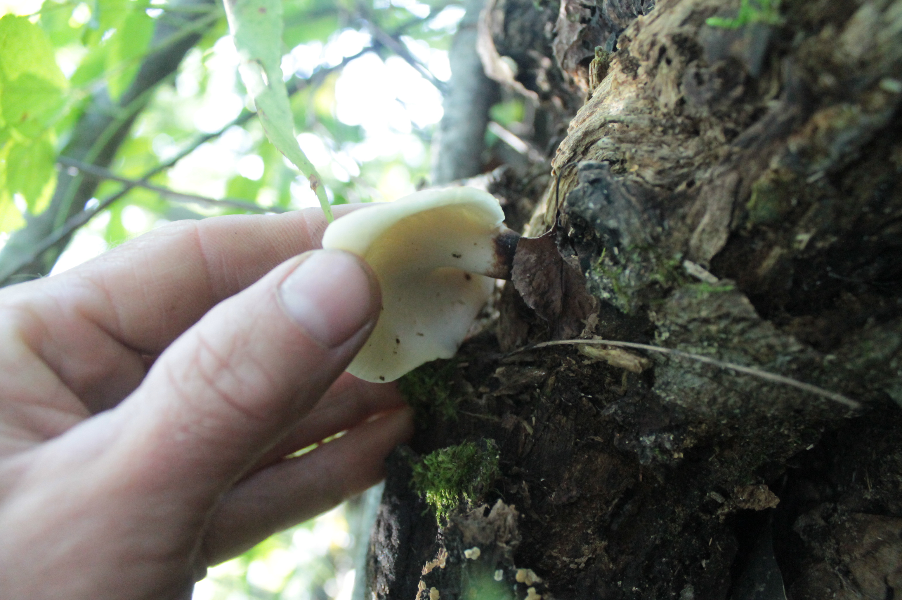 Plant ID Mushroom_whiterubbery_what type? (plants forum at permies)