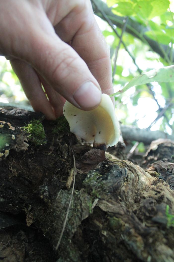 Plant ID Mushroom_whiterubbery_what type? (plants forum at permies)