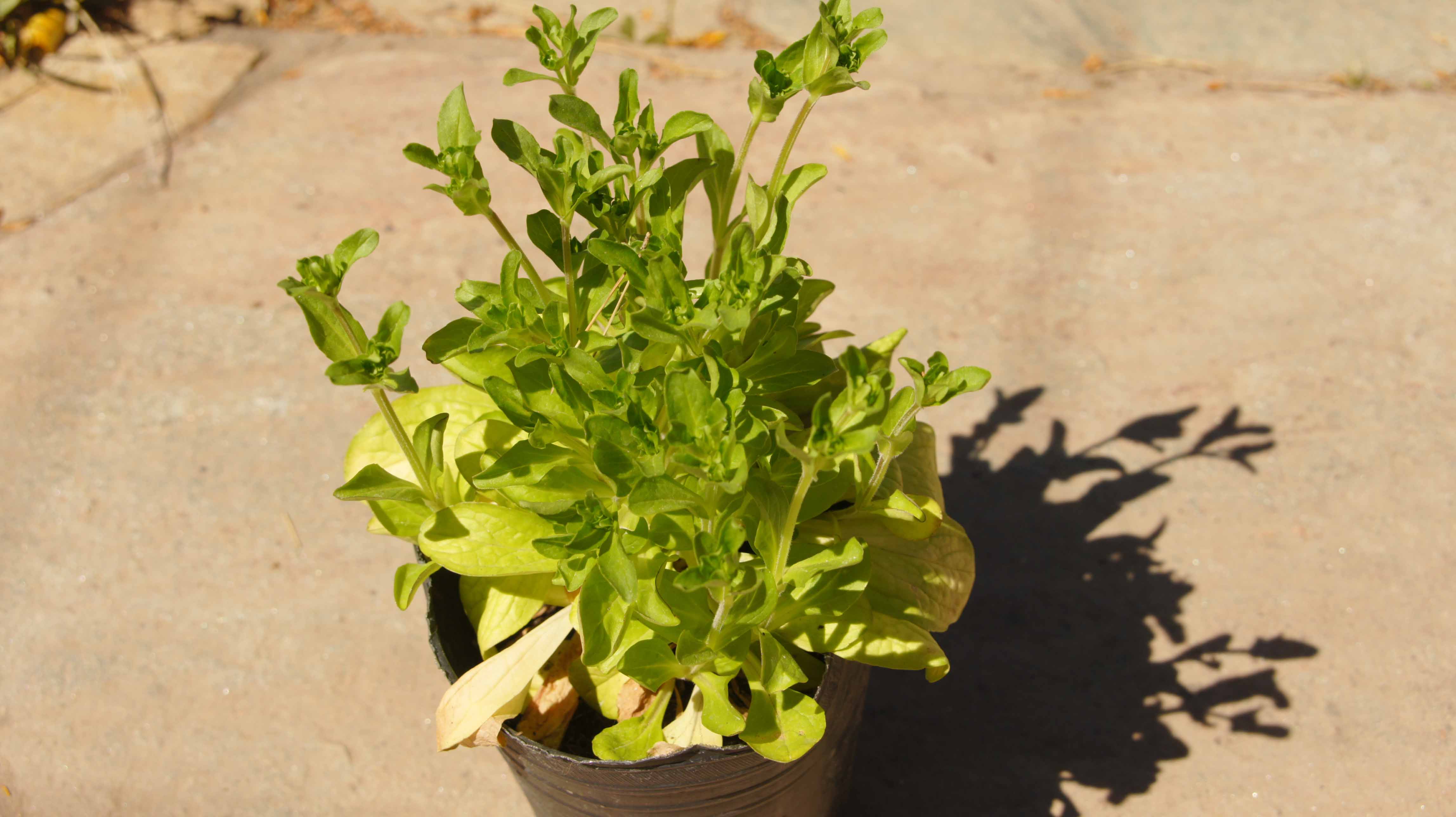 Plant ID Valerian? (plants forum at permies)