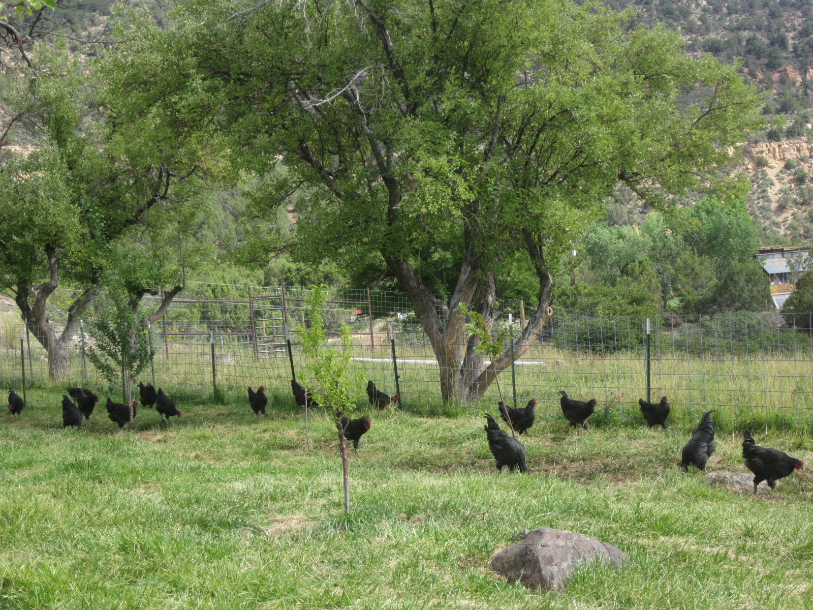 raising broilers or meat birds in a food forest (chickens forum at permies)