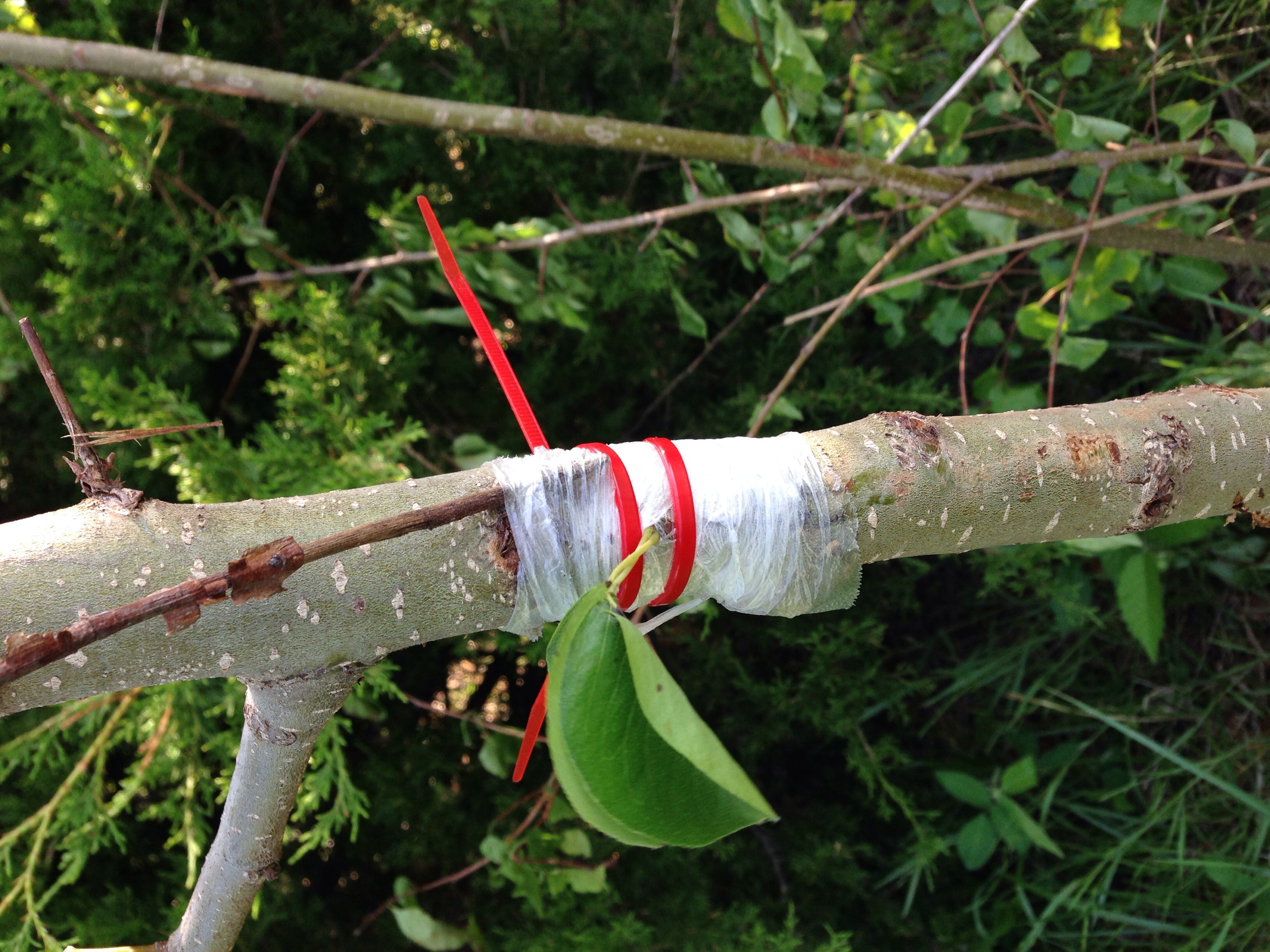 Grafting onto Bradford (Callery) Pear (forest garden forum at permies)